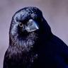 Pvt. Pigeon