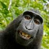 Silly Monkey