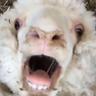 BaaBaaFatSheep
