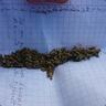 WeedxD™