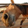MTN Comisaru Gogu a horse