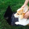 dog.jpg (1)
