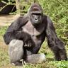 The great Harambe