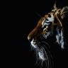 axonn-