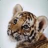 BennyTheBengal