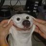barkbark