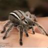Scarantula