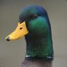The Duck Whisperer