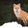 fox