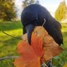 Burd