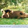 Wildschwein