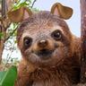 Slothy