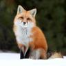 reall_fox_