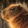 capybara playing dota