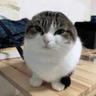 telma