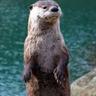 otter