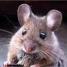 La Souris