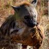 Broodik