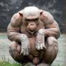 Obelix