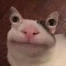 Moki