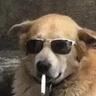 tdog