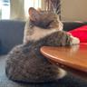 Fatty kitten