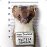 mr Mustela Erminea