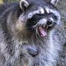AlphaRaccoon