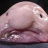 Böckling