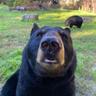 silly rizzlybear