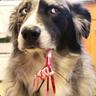 Sir Kibbles