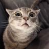 Kitty Cat
