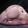 BlobFish