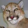 PUMA#