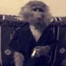 monkey