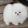 DOGMODE
