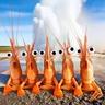 shrimp