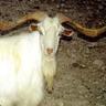 Bockhorn