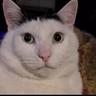 GayCat
