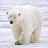 Polarbear
