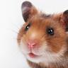 MrSqueak42