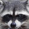 Pander