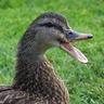 duck god /\_/\