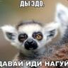 Mr.СЮСЮ