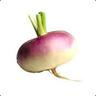 Turnip