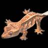 Sleek Gecko