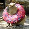 capybara