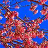 Blume