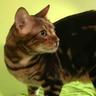 Katze