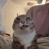 ほうれん草